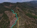 Bán vườn Sầu Riêng MUSANGKING GÀN 3.1 HA giá chỉ 16,5 tỷ với DÒNG TIỀN THU NHẬP HƠN 70 TẤN Sầu