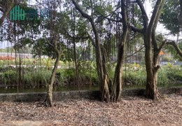Bán đất xã Chính Nghĩa, huyện Kim Động, Hưng Yên.