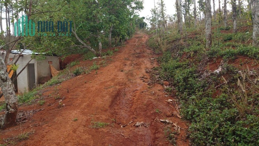 Bán đất giá rẻ khu vực dak song  wiew đồi thông thích hợp làm khu nghỉ dưỡng, đầu tư