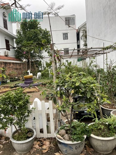 Lô Biệt Thự cực đẹp tại Ngô Gia Tự 262m đường 12m GIÁ 34 tr/m ngay Biệt Thự Sao Đỏ