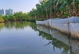 BÁN GẤP LÔ ĐẤT 7000M2 TẶNG NHÀ, HUYỆN PHỤNG HIỆP, HẬU GIANG