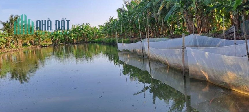 BÁN GẤP LÔ ĐẤT 7000M2 TẶNG NHÀ, HUYỆN PHỤNG HIỆP, HẬU GIANG