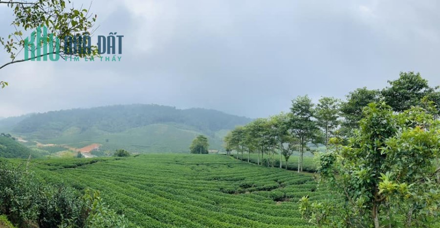 Cần tiền trả nợ nên cần bán đất