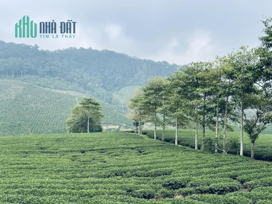Cần tiền trả nợ nên cần bán đất