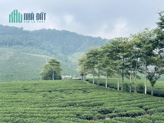 Cần tiền trả nợ nên cần bán đất