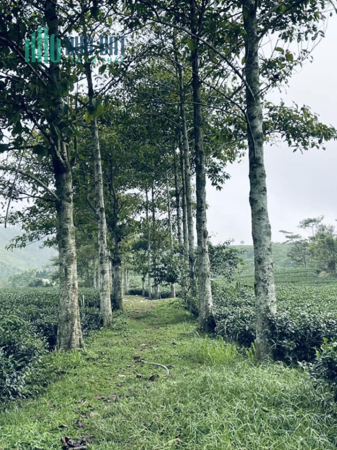 Cần tiền trả nợ nên cần bán đất