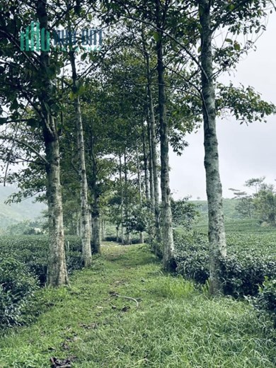 Cần tiền trả nợ nên cần bán đất