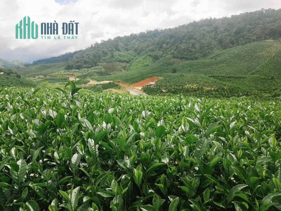 Cần tiền trả nợ nên cần bán đất