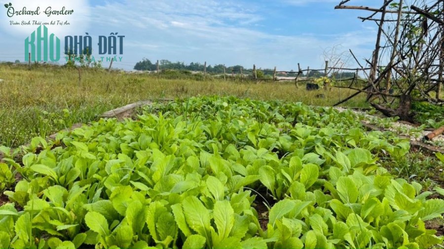 ĐẤT TRỒNG CÂY ĂN QUẢ ĐỊNH QUÁN