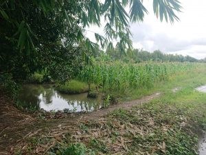 Chính Chủ Cần Bán Lô Đất Vị Trí Đẹp Tại Tp Cần Thơ