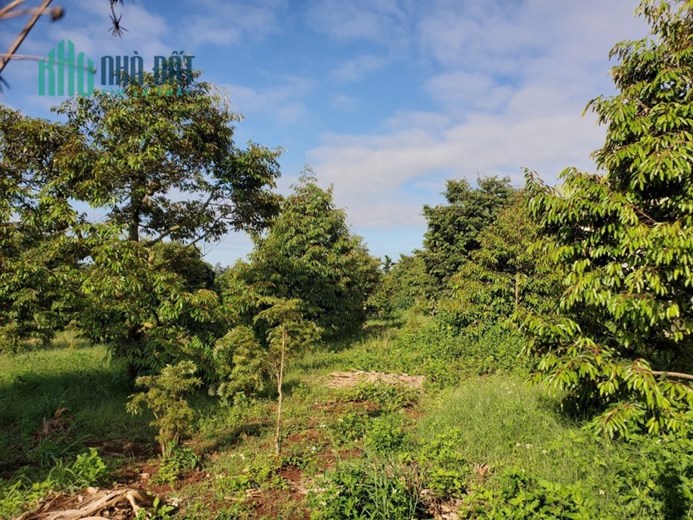 Bán đất Vũng Tàu, đầu tư, làm nhà vườn ĐỘC NHẤT