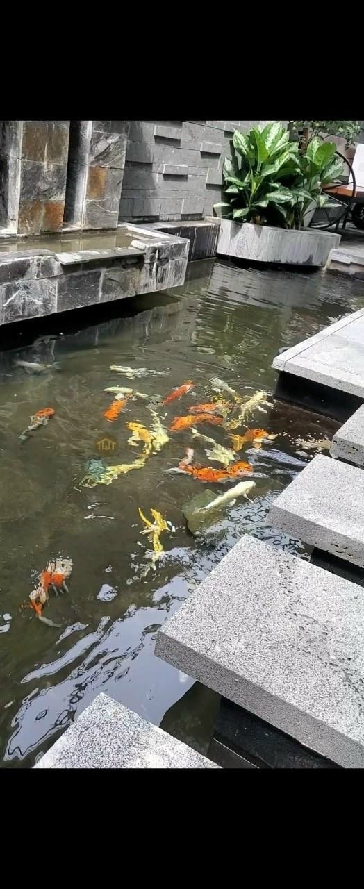 Siêu Phẩm VILLA  p.13 quận Bình Thạnh,full nội thất,đường trươc nhà 16m 070.66666.27
