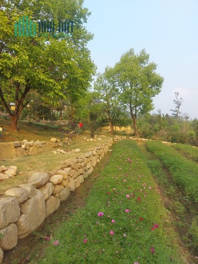 Bán sành homestay đẹp nhất Y Tý, quy hoạch sapa 2