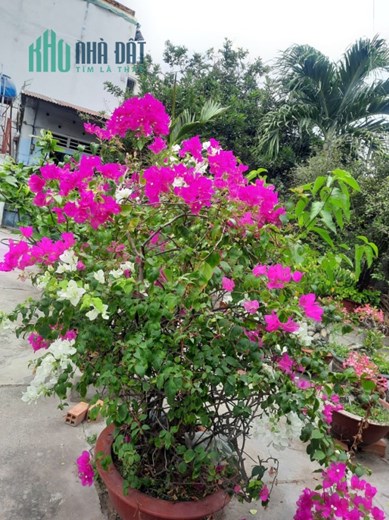 Bán nhà C4 1000m2, Nguyễn Thượng Hiền, P1, Gò Vấp, Giá chỉ nhĩnh 2x tỷ X nhỏ xíu.