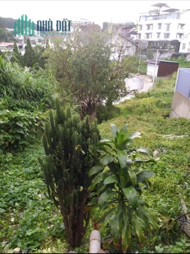 Bán 2 Lô Liền Kề Đối Diện Ga Đà Lạt Nguyễn Trãi P10