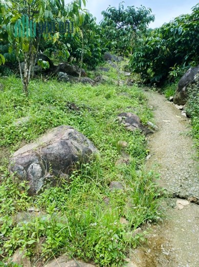 Chính chủ cần bán lô đất 9.500m2, giá 650.000/m2 vị trí đắc địa ngay xã Tân Lâm – huyện Di Linh.