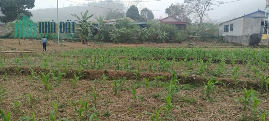 NHÀ MÌNH CÓ 3000M ĐẤT CẦN BÁN TẠI TIÊU KHU MÓ LA THỊ TRẤN ĐÀ BẮC,HUYỆN ĐÀ BẮC, TỈNH HÒA BÌNH.
