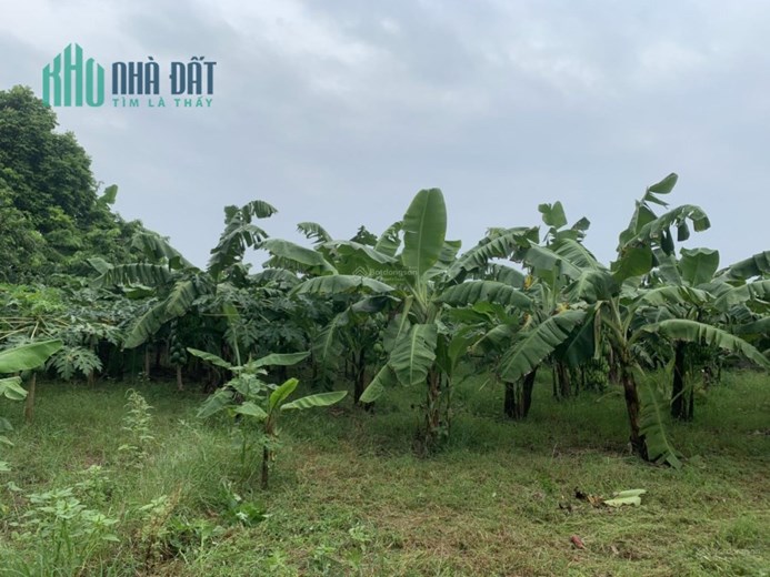 Chính chủ bán đất có nhà vườn hơn 1000m2 Xã Tự Nhiên - Huyện Thường Tín Hà Nội