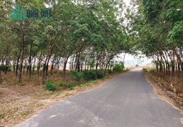 BÁN 10 hecta đất trồng cây ăn trái tại xã Ngọc Vang, Huyện Đak Hà, tỉnh Kontum
