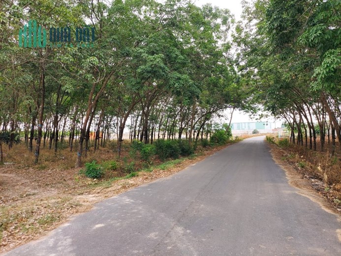 BÁN 10 hecta đất trồng cây ăn trái tại xã Ngọc Vang, Huyện Đak Hà, tỉnh Kontum