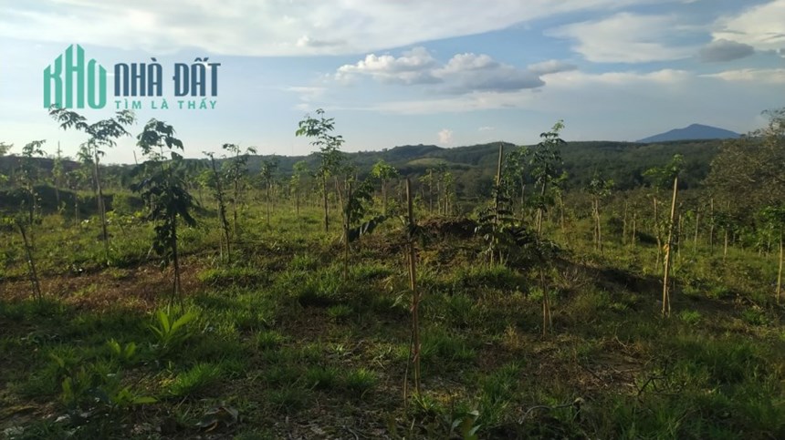 BÁN 10 hecta đất trồng cây ăn trái tại xã Ngọc Vang, Huyện Đak Hà, tỉnh Kontum