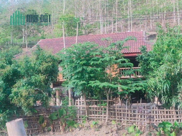 BÁN 10 hecta đất trồng cây ăn trái tại xã Ngọc Vang, Huyện Đak Hà, tỉnh Kontum