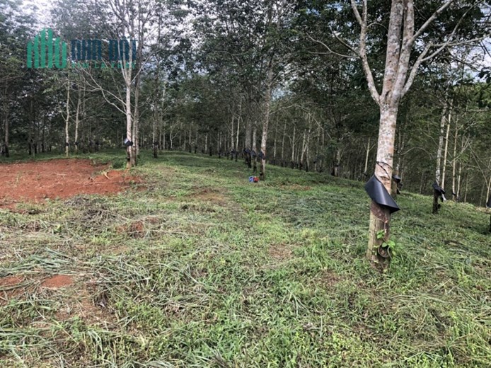 BÁN 10 hecta đất cao su tại xã Bờ Y Vang, Huyện Ngọc Hồi , tỉnh Kontum