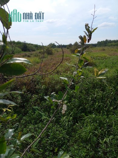 Bán 6000m2 đất nông nghiệp tài Tiền Giang, SĐCC, chỉ 3.6 tỷ. Lh:0979759165, 0356367397