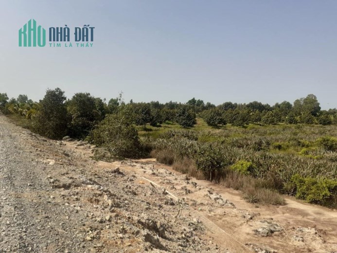 6.600m2 đất đường Tây kênh 84,Tân Hoà Đông,Tân Phước,Tiền Giang