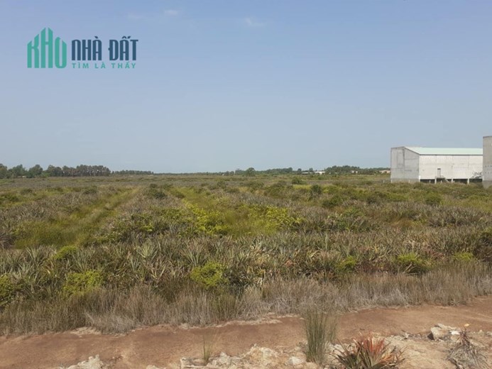 6.600m2 đất đường Tây kênh 84,Tân Hoà Đông,Tân Phước,Tiền Giang