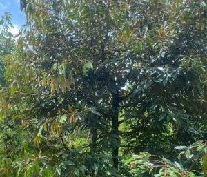 Chính Chủ Cần Bán Lô Đất Rẫy Vị Trí Đẹp Tại Đắk Nông