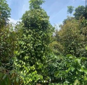 Chính Chủ Cần Bán Lô Đất Rẫy Vị Trí Đẹp Tại Đắk Nông
