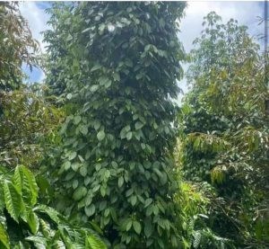 Chính Chủ Cần Bán Lô Đất Rẫy Vị Trí Đẹp Tại Đắk Nông