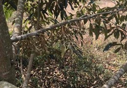 Chính Chủ Cần Bán Đất Rẫy Tại Thị Trấn Phước An.