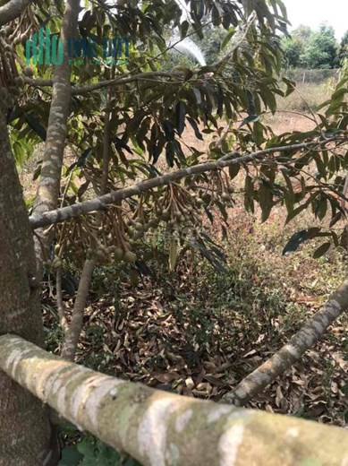 Chính Chủ Cần Bán Đất Rẫy Tại Thị Trấn Phước An.
