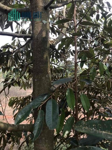 Chính Chủ Cần Bán Đất Rẫy Tại Thị Trấn Phước An.