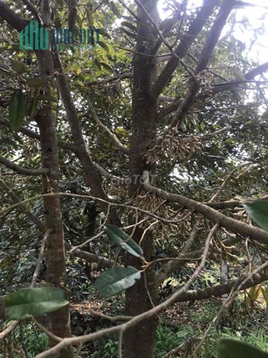 Chính Chủ Cần Bán Đất Rẫy Tại Thị Trấn Phước An.