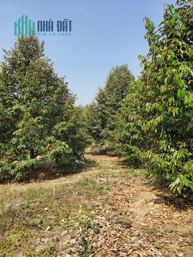 Bán khu đất QL 20, Hà Lâm, H.Đạ Huoai, Lâm Đồng: 4,5 Ha, giá 20 tỷ.