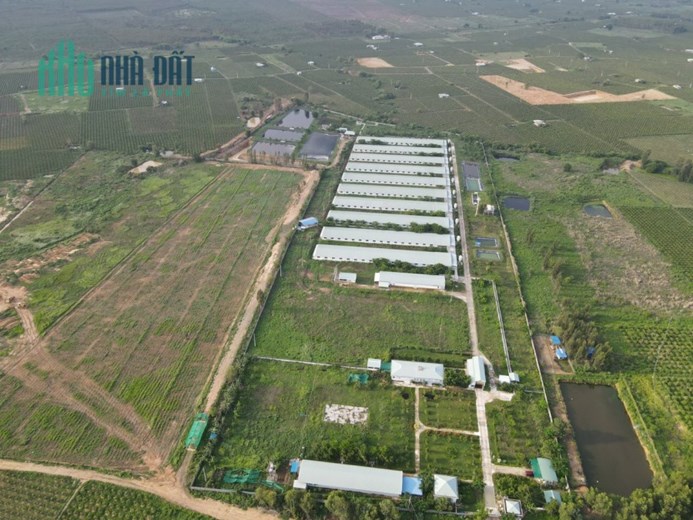Bán gấp 12ha trang trại nuôi heo tại Hàm Thuận Nam,Bình Thuận đang cho thuê giá 450 tr/tháng giấy