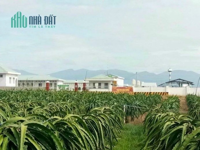 Bán gấp 12ha trang trại nuôi heo tại Hàm Thuận Nam,Bình Thuận đang cho thuê giá 450 tr/tháng giấy