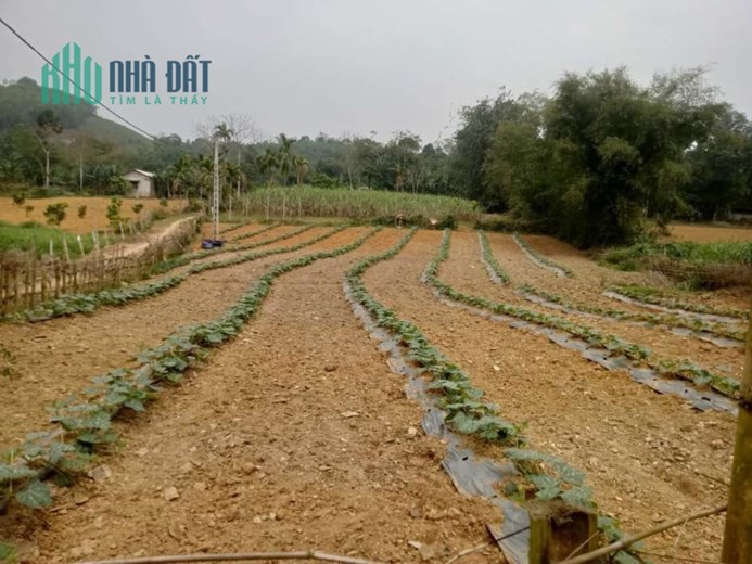 BẠN GỬI BÁN GẤP MẢNH ĐẤT LÔ GÓC SIÊU ĐẸP LẠC SƠN HOÀ BÌNH - 0913032481
