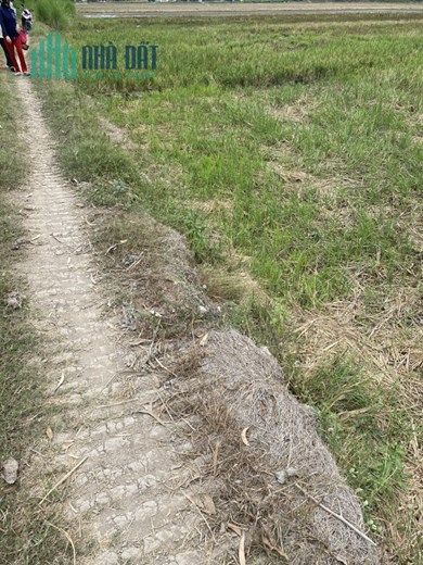 BÁN 9798,2M2 ĐẤT TẠI ĐỊNH THÀNH, SHR, GIÁ CHỈ 120TR/CÔNG. LH:0964709660, 0837801160
