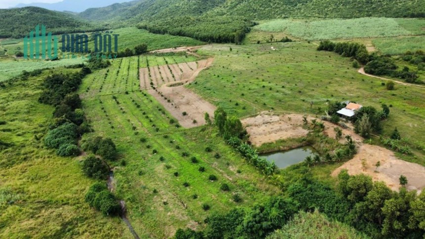 Bán Đất Diện Tích Lớn Ninh Sơn Ninh Hòa Khánh Hòa Thích Hợp Làm Dự án Trang Trại