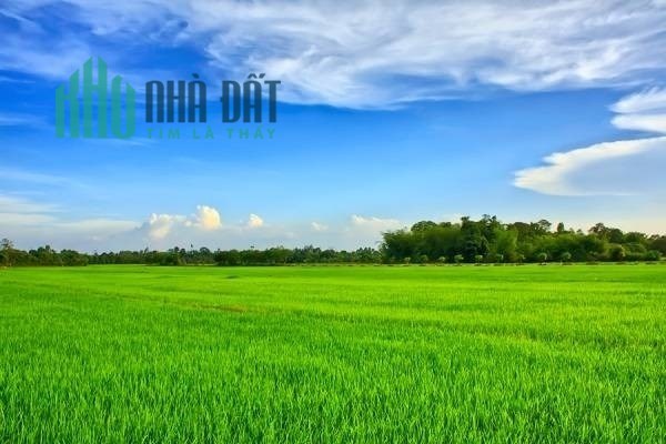 BÁN 20 MẪU RUỘNG MẶT TIỀN ĐƯỜNG Ô TÔ