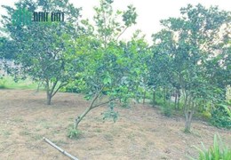Siêu phẩm bám sông Bôi cực đẹp có tổng diện tích 3551m2 trong đó có 2110m2 thổ cư, giá chỉ 800k/m