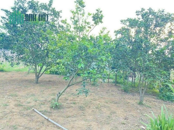 Siêu phẩm bám sông Bôi cực đẹp có tổng diện tích 3551m2 trong đó có 2110m2 thổ cư, giá chỉ 800k/m