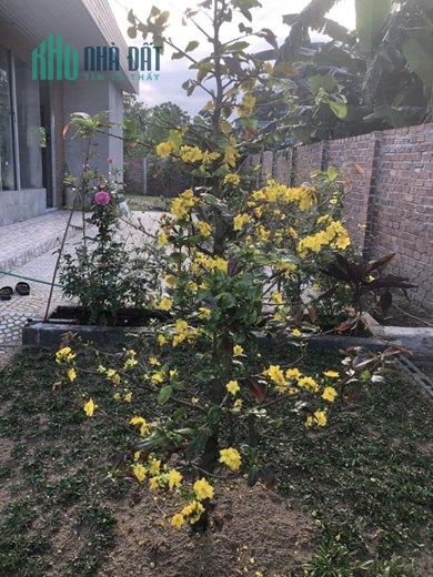 BIỆT THỰ SÂN VƯỜN NGHỈ DƯỠNG DT KHỦNG 450M ĐẤT Ơ ĐÀ NẴNG GI.Á 2TY250 ĐƯỜNG VÀO 7M5