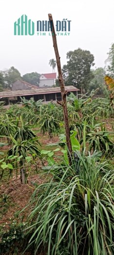 Chính chủ cần bán gấp lô đất hơn 1000m tại Tân Đức - Phú Bình ngay gần ubnd xã Tân Đức giá cực tốt