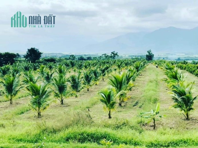 Siêu trang trại 18ha Ninh Thượng, Ninh Hòa giá rẻ