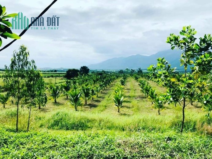 Siêu trang trại 18ha Ninh Thượng, Ninh Hòa giá rẻ